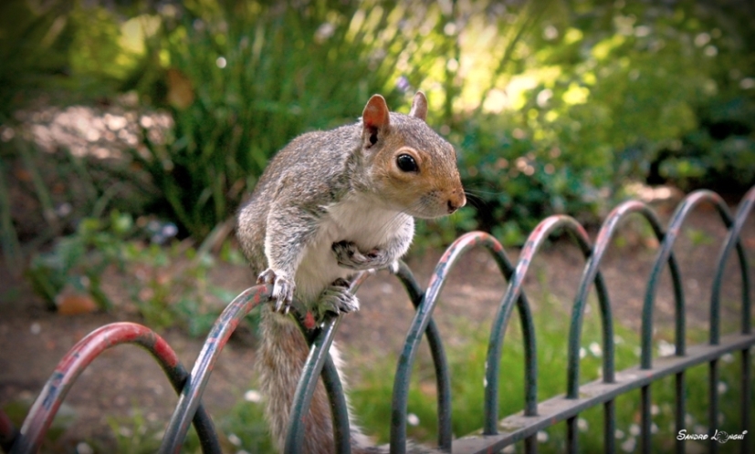 Scoiattolo bruno americano ad Hide Park